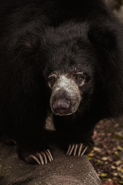 Sloth bear, photographed at the Cleveland Zoo