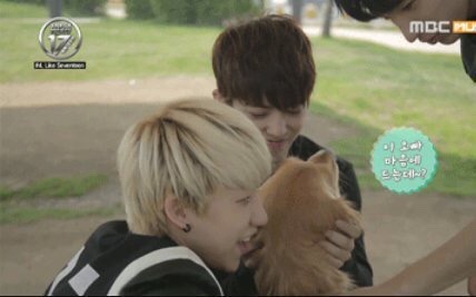 1soonhoon: concept: minghao with dogs