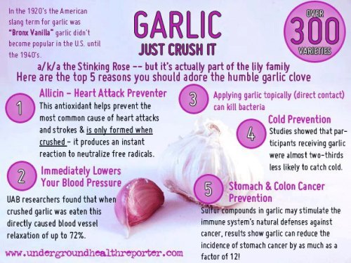 nerdwellness:Find out more about garlic