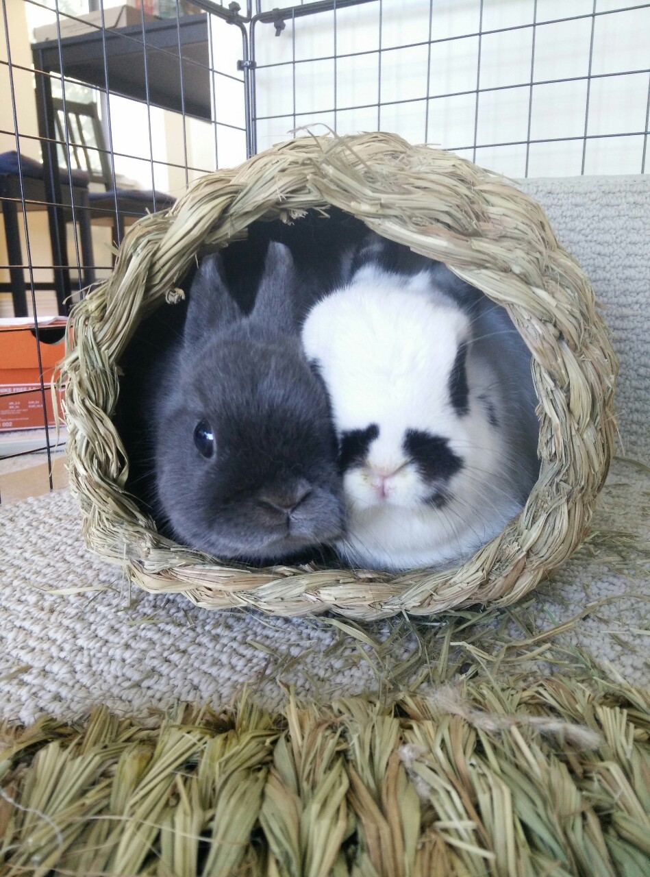 hime-bun:Hello. We like cuddling!!! 