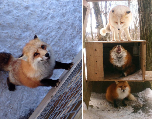 frozenmusings:  universalcosplayunited:  expeliamuswolfjackson:  red foxes at the zao fox village in japan   Some of you will unfollow me for this but FOXES  I AM SC R EA MING SO MUCH I NEED TO VISIT THIS PLACE BEFORE I DIE