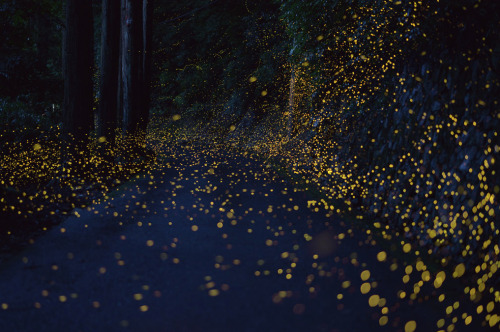 nubbsgalore:fireflies in timelapse, photos by (click pic) vincent brady, takehito miyatake, tsuneaki