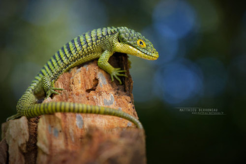 thegreenmeridian:end0skeletal-undead:Arboreal or Mexican Alligator Lizard,Abronia gramineaPhotos byM