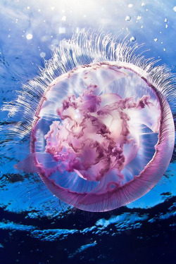 plasmatics-life:  Underwater Flower | Jellyfish ~ By Vitaliy Sokol 