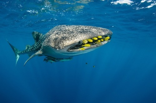 donutdoxy: mymodernmet: Majestic Whale Sharks porn pictures