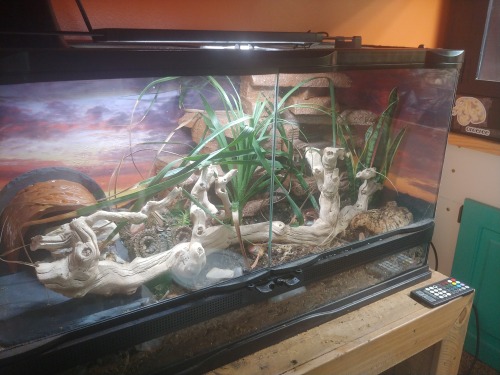 Got Mesa in his new enclosure, finally! It took forever to get his old one broken down, bugs moved a