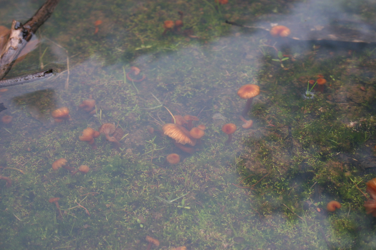 iamanelemelon:  rikodeine:  photogenic-falcon:  I came across this very odd pond