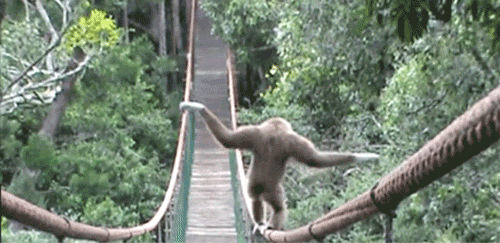 televandalist:  Tightrope walking gibbon 