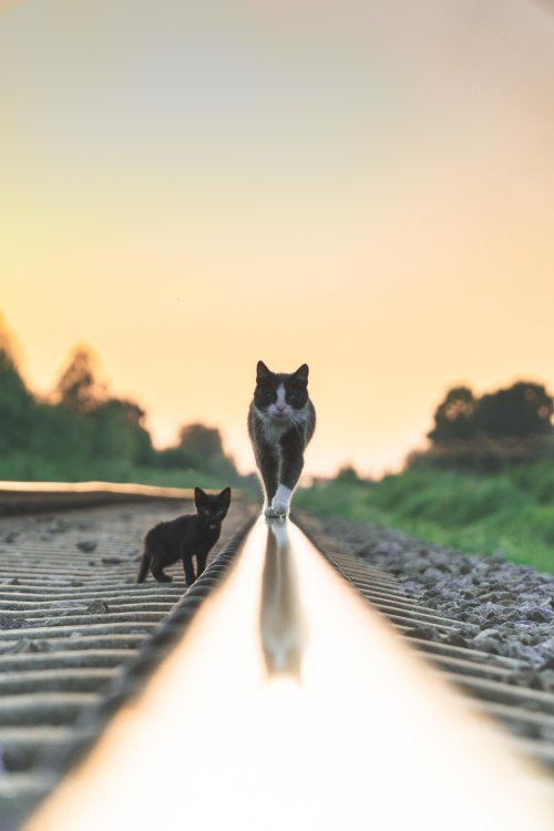 cuteness–overload: Lurking on the rails Source: http://bit.ly/2zoIE8t