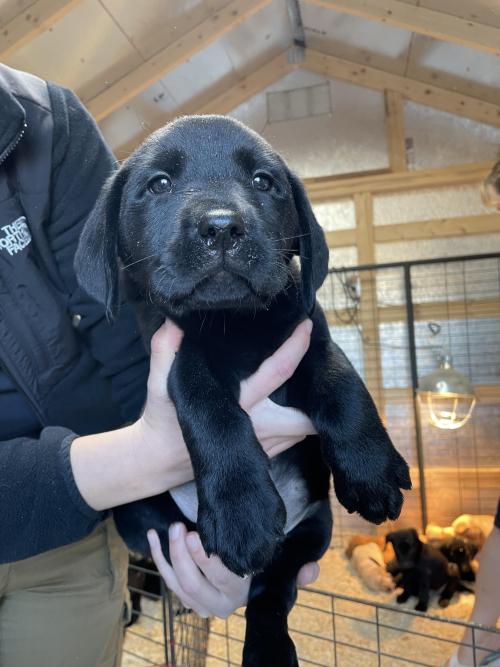 abknyqueen: labrador-overload: inline reddit: labrador Wait for me ? Awwww way to my soul ..