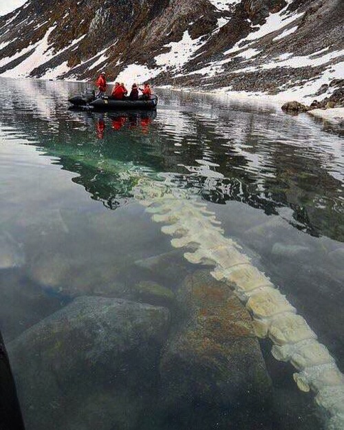 An Intact Fin Whale Vertebrae Under The Surface Within A Cove In Svalbard, Norway.