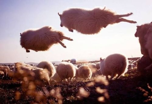 sixpennies: gelfling: givemeallthebaconandeggs: Icelandic sheep Where are they GOING TO VALHALLA