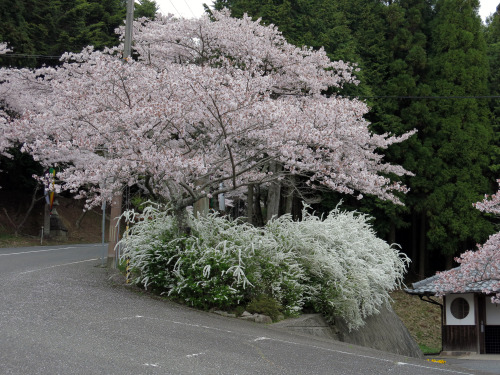 i1964m1965: 2014年4月13日　播州清水寺　兵庫県加東市