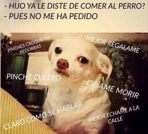 rpgshawty:  I can hear the dog say “pinche culero ” lmao