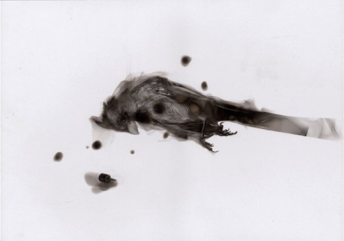  Artist Steve Spazuk’s Ornithocide uses soot to paint birds juxtaposed with instruments of death to bring attention to those birds which are killed by eating insects infected by pesticides. 