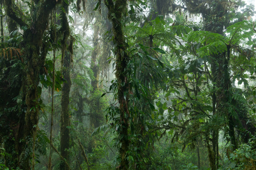 oviz: Cloud forest