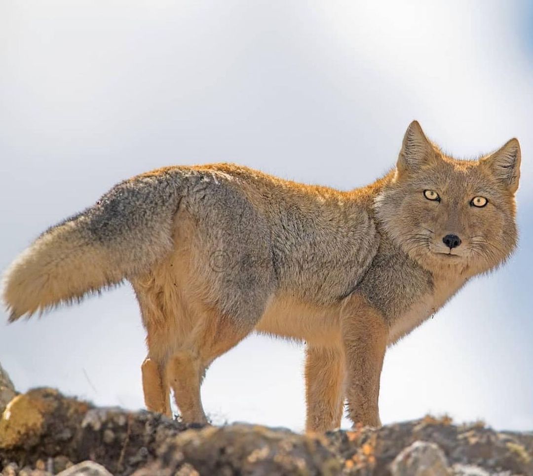 Funny Wildlife — Tibetan Sand Fox 🦊 in Sikkim, India by...