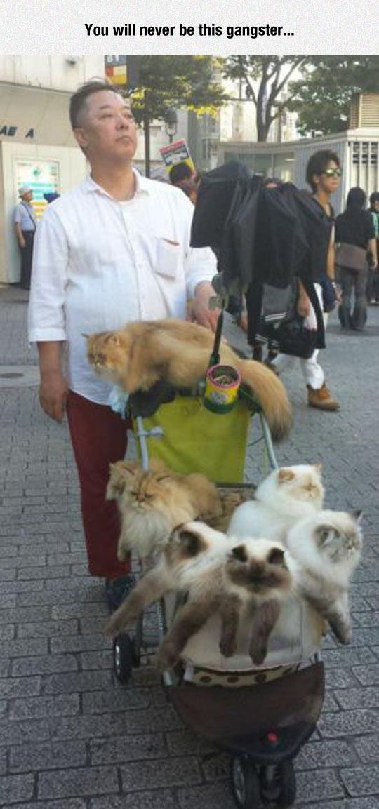 sockittomeinc:  Cats on cats on cats.