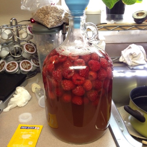 kramergate: kramergate: good and delicious raspberries get sentenced to the brew jug for fermentatio