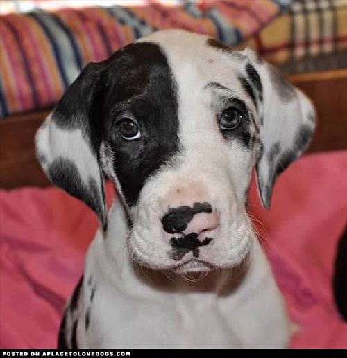 aplacetolovedogs:  Great Dane puppy little baby Mariah, such a cute little baby girl.