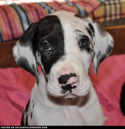 aplacetolovedogs:  Great Dane puppy little