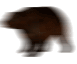the-entire-furry-fandom:  ww-swagabond:  meta18:  osoru:   slowly approaching bear  the bears will be in eventually   Bear will arrive sooner than thought.   BEAR IS APPROACHING AT ALARMING SPEEDS  BEAR IS GO FAST LOSING TRACK OF BEAR  BEAR HAS REACHED
