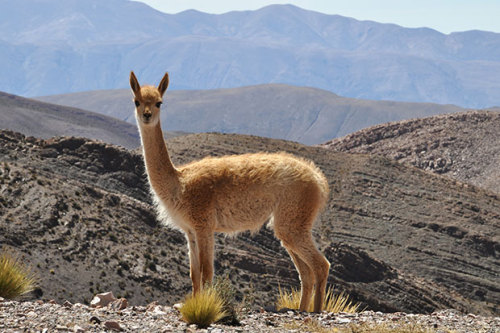 Vicuña