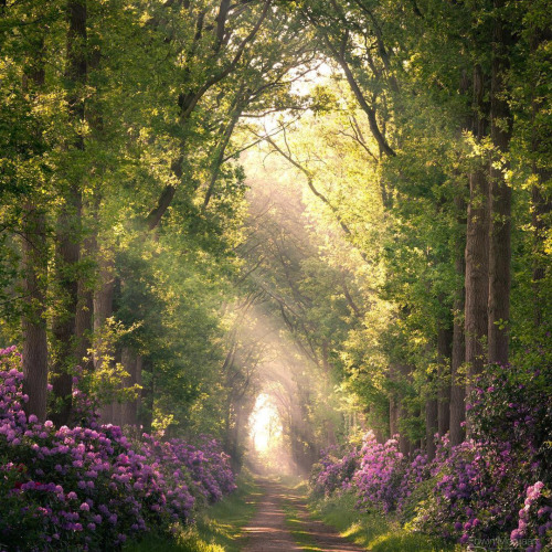 I Hear Your Laughter In The Garden. And The Mad Springs / Scent Comes Toward Me Across The Wet Leaves.