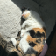 simon-cat