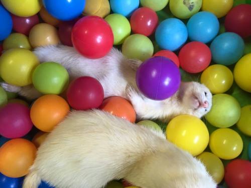 Today at work the ferrets got to play in the Ball Pit. We&rsquo;ve got Buster, Bella, Gripper, Donny
