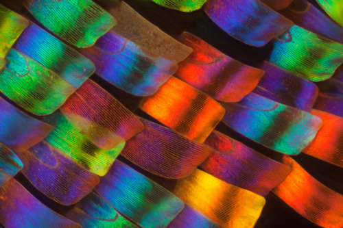  Macro photographs of butterfly wings taken by biochemist Linden Gledhill.  