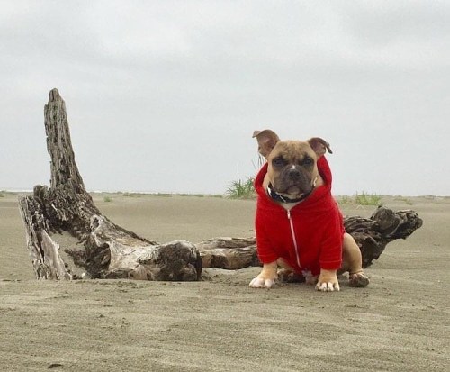 Beach bully! #Attu loving the #WAcoast in his @originalbully #doghoodie ! ❤️ . . . . . #pnw #bullyli