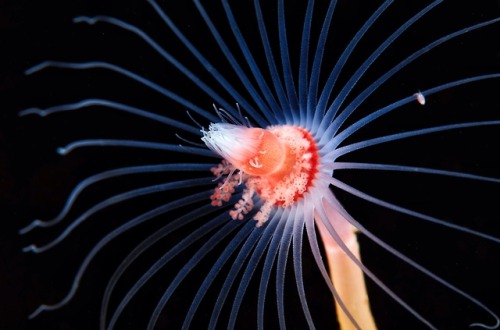 Tubularia indivisa by Semenov 