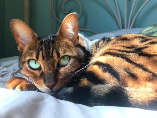 supermodelcats:My effortless model Nala during nap time