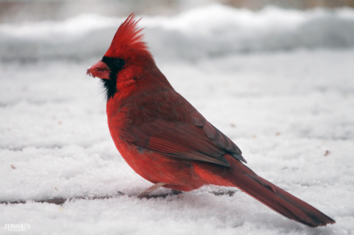 Winter red birds! - December 2017