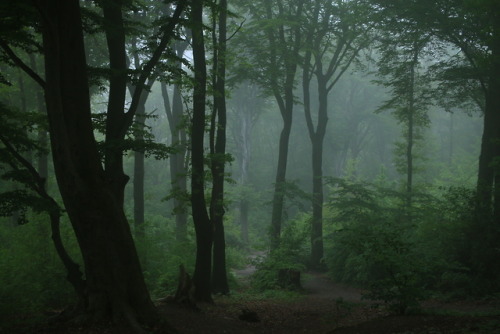 A foggy day at the local forest by 90377Instagram | Etsy Shop