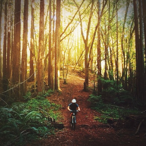 travelstoke:Deep forest ride!  Photo cred @stardumber #santacruznow #ucsctrail #forest #nature #trai