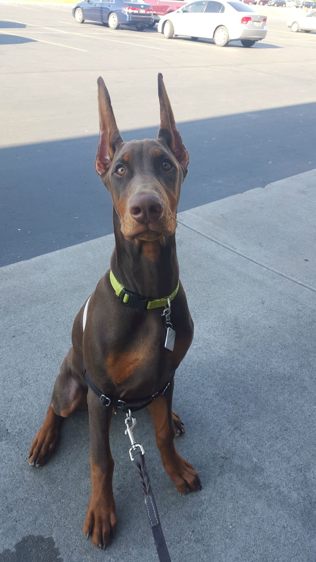 awwww-cute:  Dexter is a Doberman, he is 6 months old, he is the size of a small