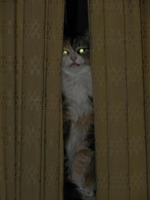 The terrible beast Neffertiti lurking behind the curtains.(submitted by @iamthetruenhaz)