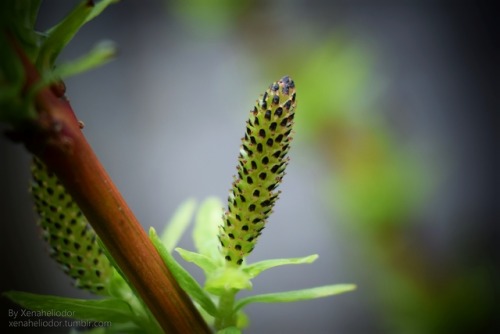 ~ Speckle Spire ~ Can anyone tell me what these are called please? I’ve tried describing them on goo