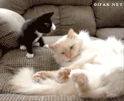 catgifcentral:  Kitten gets what’s coming to him  
