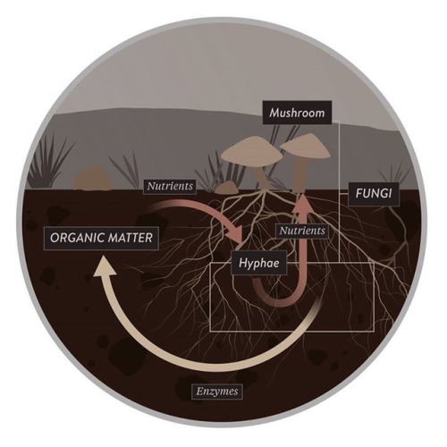 I love these beautifully created diagrams that explain the relationship plants, soul and fungi have&