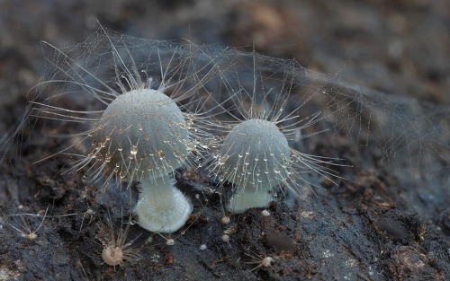 maxlikesit:  A Magical World Of Rare Mushrooms Revealed By Steve Axford