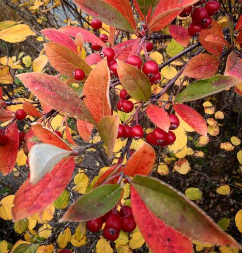 Loving these #autumn #colors!#november #plant #bush #red #orange #yellow #green #nature #Connectic