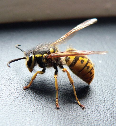 priest-of-rage:  bedquest:  dear fucking tumblr this is a fucking bumblebee  this is a fucking bee  this is a fucking hornet  this is a fucking wasp  as you can fucking see the longer their legs are and the less fuzzy they are is equivalent to how fucking