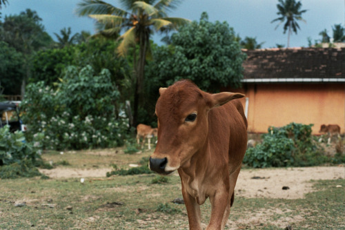 annaehrgott:  The most affectionate child cow. He would nap with his head resting on my lap, stretch his chin up for scratches and nibble on my straw hat when I wasn’t looking.  