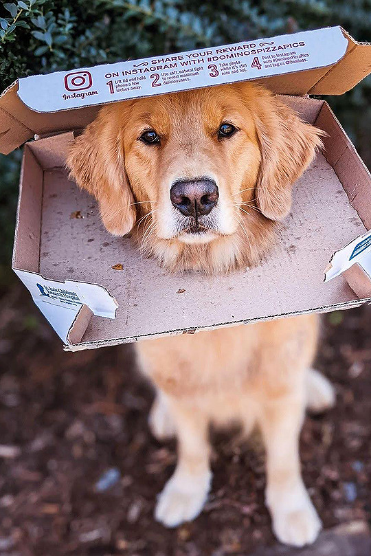 Pizza Dog! This is Jolt, the Golden Retriever that plays Lucky the Pizza Dog in “Hawkeye”. 
