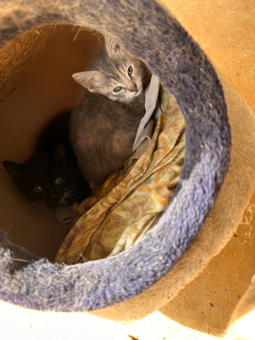 Adorable Kitty Cats Eating Together Outside