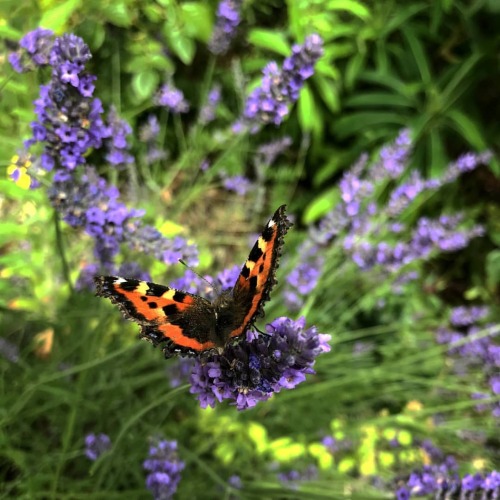 Small tortoiseshell butterfly on the ever popular lavender bush by the front door #butterflies #natu