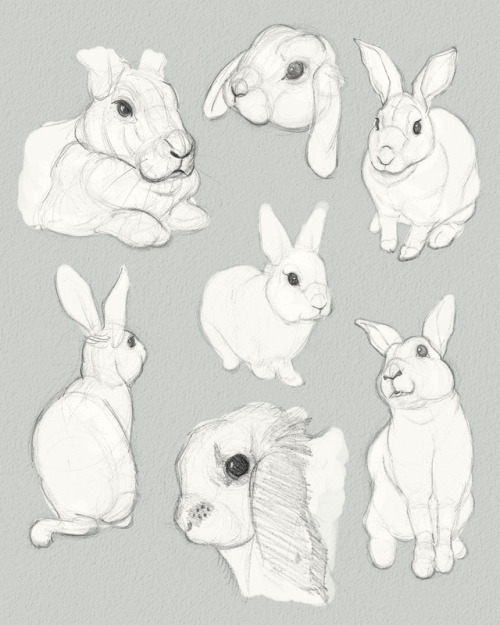 Bunnies, bunnies, and more bunnies!! A selection of some sketch studies from the past week or so. Ma